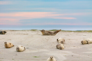 Harbor Seals (Phoca vitulina) on a sandbank in the wadden sea at the East Frisian island Juist, Germany. © DirkR
