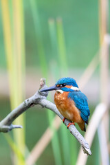 Eurasian kingfisher (Alcedo atthis) sitting on his perch in autumn.