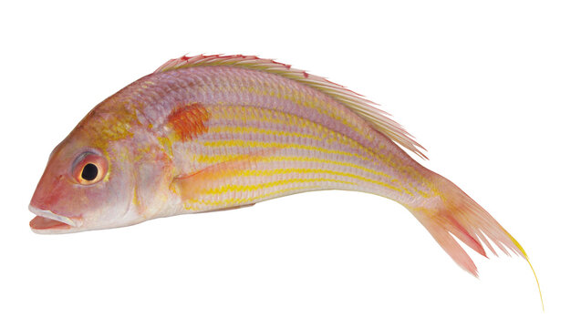Golden threadfin bream fish isolated on white background