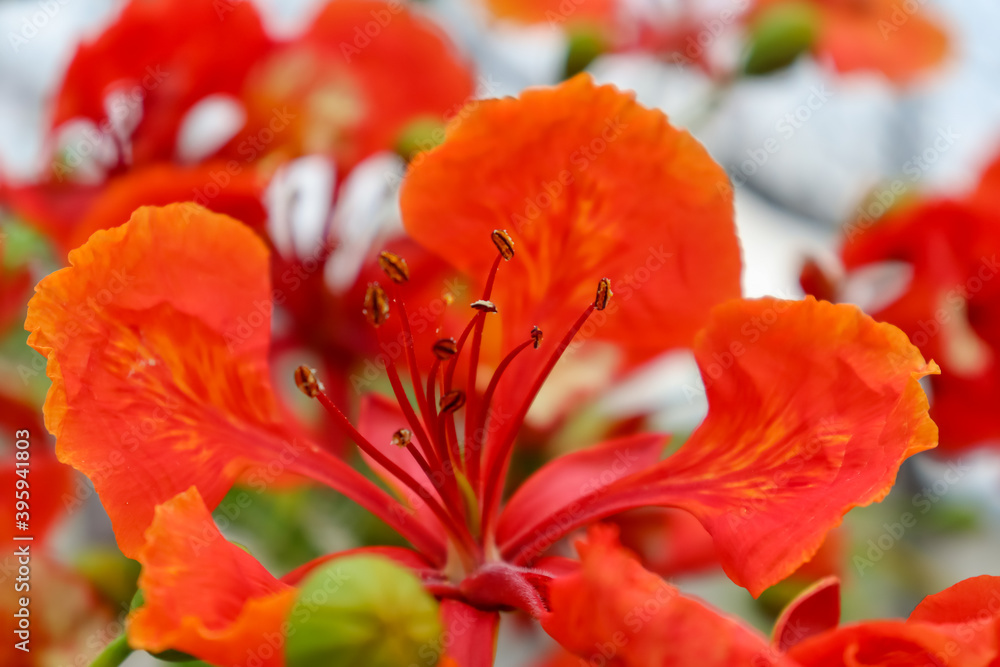 Wall mural delonix regia red flower are blooming