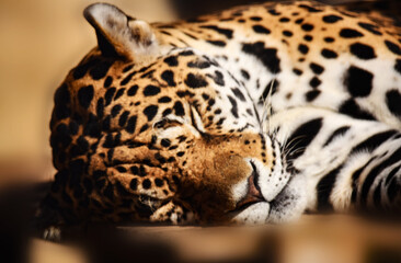 Sweet dreams of the master of the jungle - the jaguar