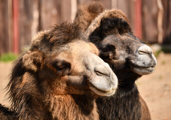 A couple of camels in love bask in the sun. Love stories
