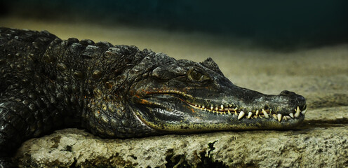 A large crocodile dries its teeth in the sun near the river bank