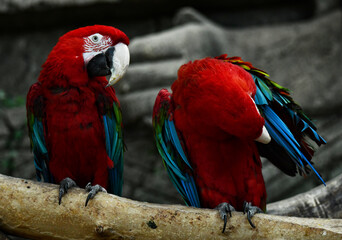Two red parrot friends cheat feathers and get ready for bed