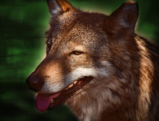A seasoned wolf licks its lips after a successful hunt