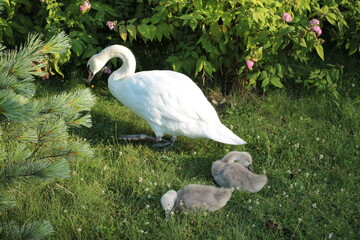 Mom and two little swans are looking for worms and bugs in the meadow.
