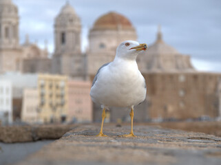 
Seagull seated on the wall of the Cadiz promenade, in the background characteristic buildings of the city, such as the Cathedral