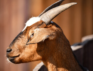 Confident and strong goat