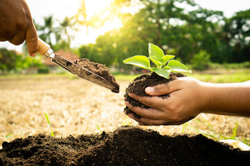 World tree planting day concept, the hands of two people shoveling the seedlings in the morning as...