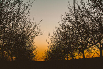 Obraz premium Silhouette dry tree on a sky background. Tree branches. Winter time in the garden.