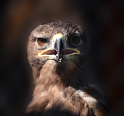 Eagle cub calls its parents and asks for food