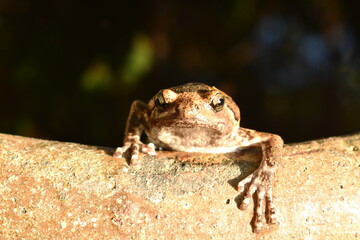 frog hanging on border of  clay blister at garden
