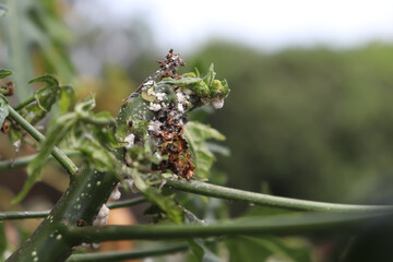 Maconellicoccus hirsutus on Cnidoscolus chayamansa tree