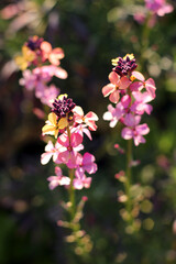 Close Up of Colourful Erysimum Flowers
