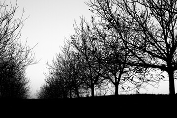 Silhouette dry tree on a sky background. Tree branches. Winter time in the garden.