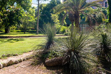 Obraz premium cactus and exotic plants in Botanical garden in Cagliari