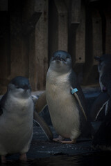 Un grupo de pingüinos con miradas amenazadora sobre las rocas y posando.