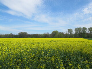 Obraz premium blühendes Rapsfeld