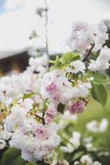 Fototapeta premium Sakura