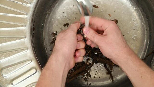 A healthy alternative to coffee. Male hands wash chicory roots in a metal sink in the kitchen. Eco food. Top view