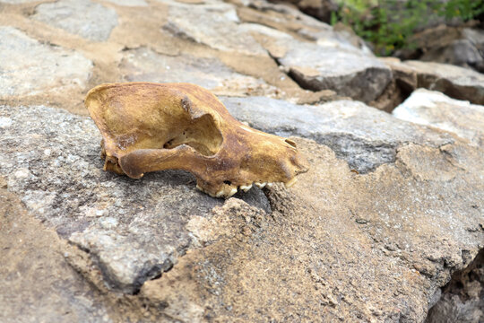 The skull of a dog on a rock