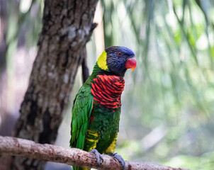 Rainbow Lorikeet Blue Head Parrot