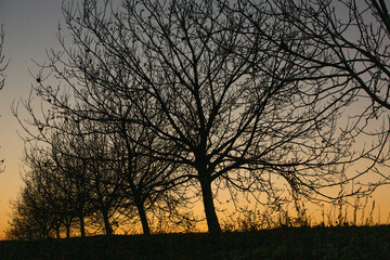 Silhouette dry tree on a sky background. Tree branches. Winter time in the garden.