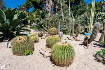 cactus and exotic plants in Botanical garden in Cagliari