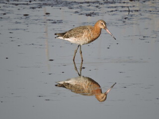 A Black tailed Godwit wading in water