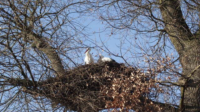 Zwei St&ouml;rche im Nest