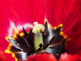 Tulpenblüten