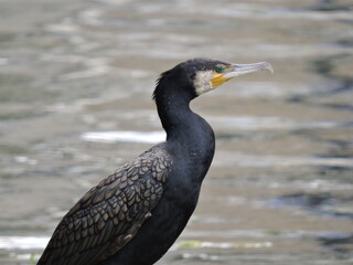 A cormorant bird wading in water