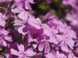 Obraz premium Rosa Blüten im Frühling