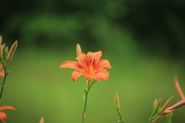 Fototapeta premium orange lily standing against a green background