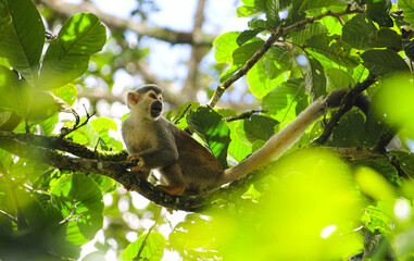 white tailed macaque