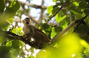 monkey sitting on a tree