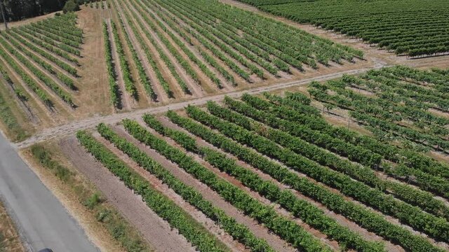 aerial footage of grape vines growing in the French Charente region, near the city of Cognac