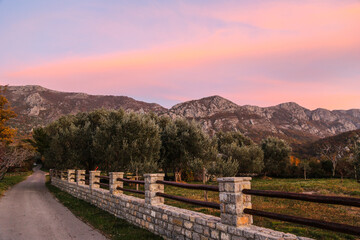Fototapeta na wymiar silhouettes of trees at sunset. montenegro summer