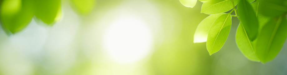 Nature of green leaf in garden at summer. Natural green leaves plants using as spring background cover page greenery environment ecology wallpaper