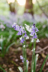 bluebells in the forest 