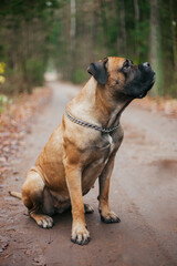 Grey Italian cane corso dog running.Female dog. Italian Cane Corso. Portrait of a dog in a forest.  