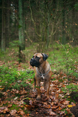 Grey Italian cane corso dog running.Female dog. Italian Cane Corso. Portrait of a dog in a forest.  