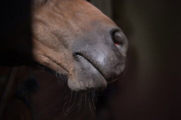 Front of the nose of a single horse brown color close up. Beautiful brown ranch horse. Big bodied ranch gelding. Horse from the ranch.