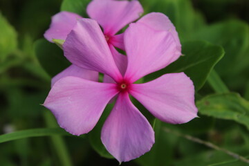 Catharanthus roseus, commonly called pink periwinkle, is an invasive plant growing in Florida.