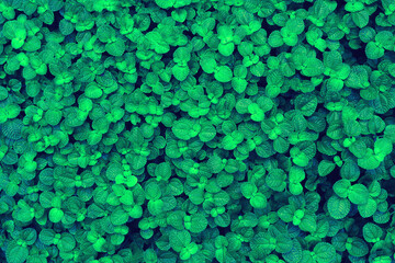 Moody green Leaf and Nature Backgrounds