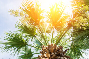 tree palm bright sun summer background. tropical palms leaves.