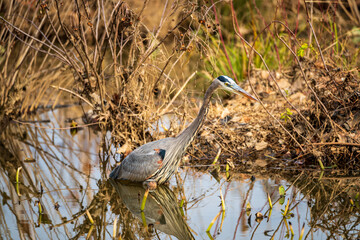 great blue heron in the marsh