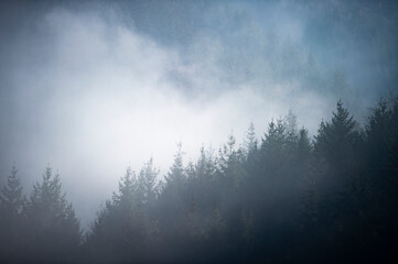 Nebel im Schwarzwald