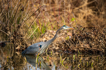 great blue heron