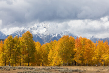 Fototapeta premium Autumn Landscape in Grand Teton National Park Wyoming